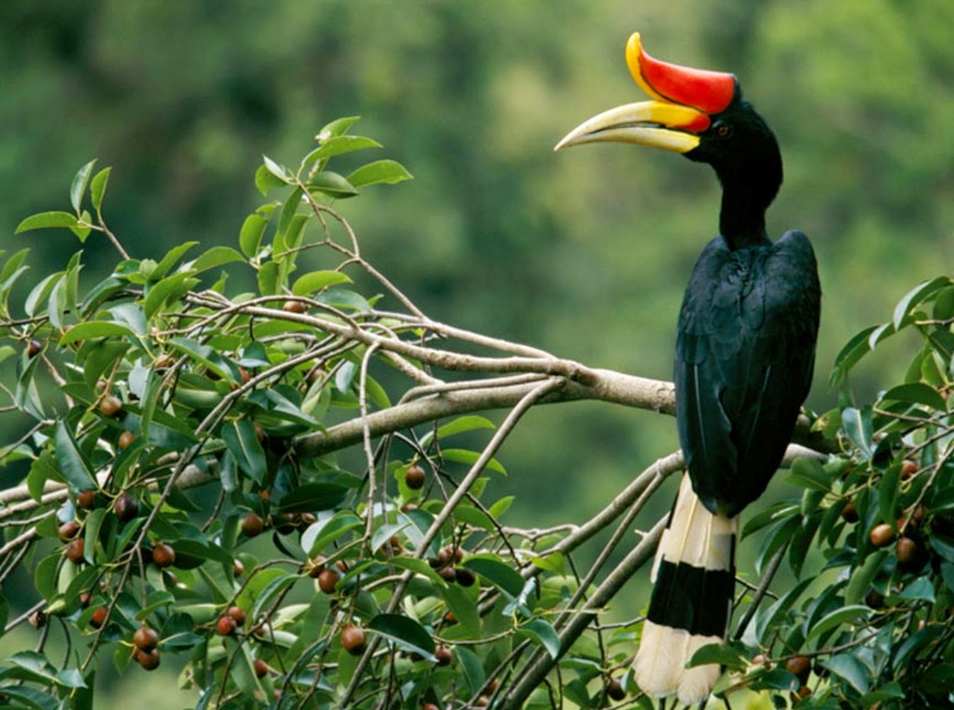 Pakej Medan: Menyelami Keunikan Flora dan Fauna di Sekitar Lake Toba Parapat